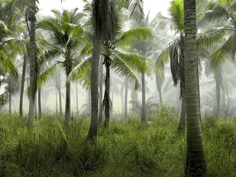 Tropical Paradises